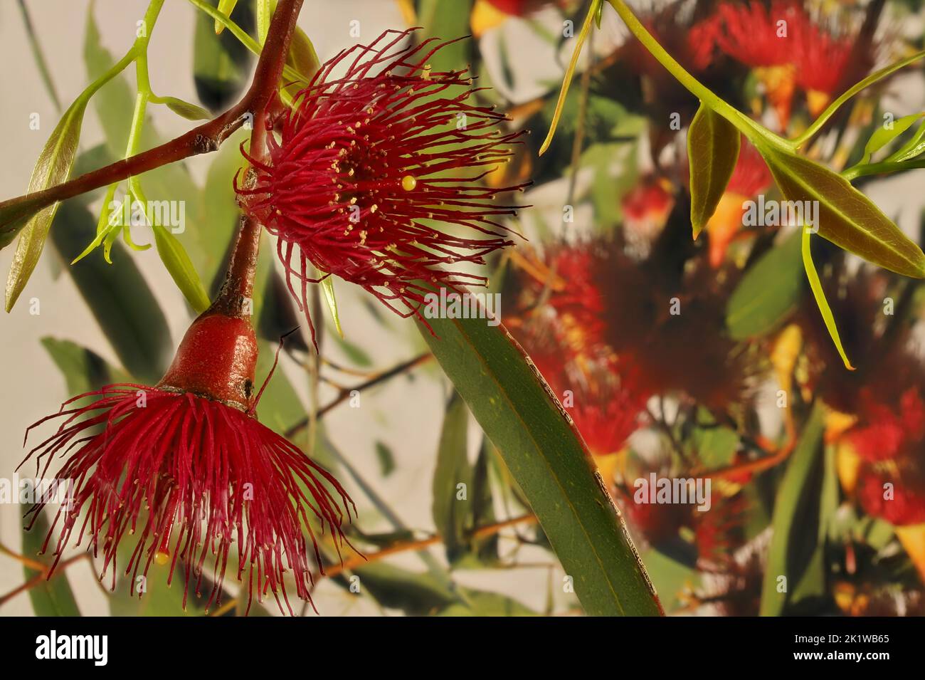 Eucalyptus leucoxylon (Euky Dwarf) flowers and foliage Stock Photo