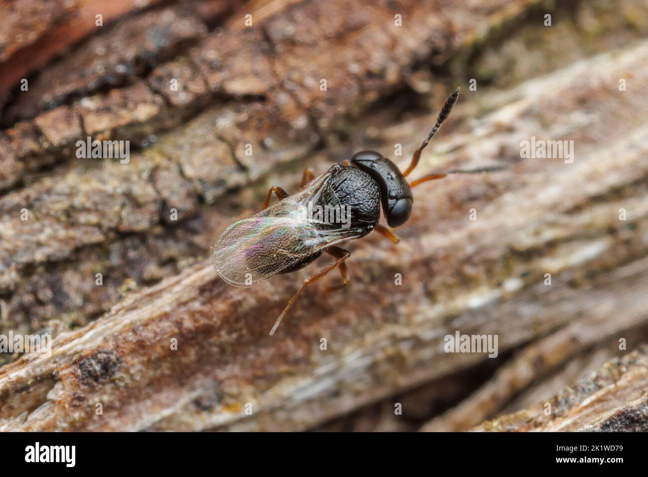 Scelionid Wasp (Scelionidae) Stock Photo