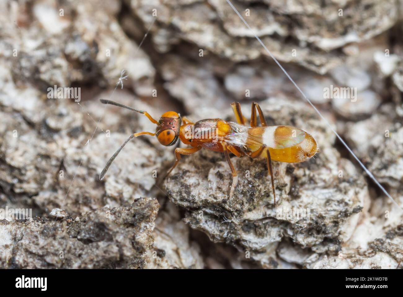 Eupelmid Wasp (Anastatus semiflavidus) Stock Photo