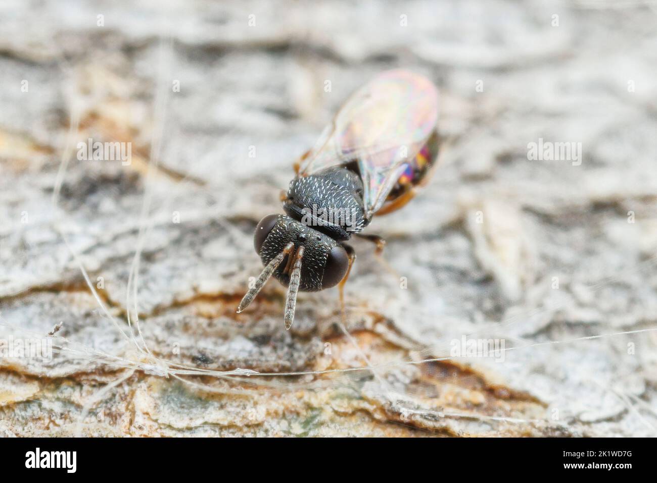 Chalcidoid Wasp (Pteromalinae) - Female Stock Photo