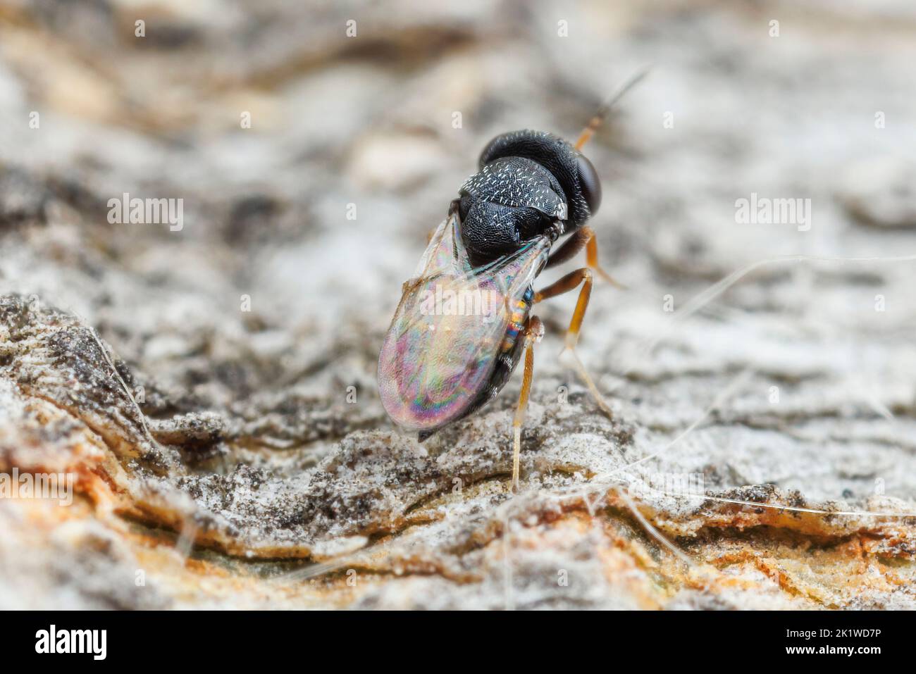 A female Chalcidoid Wasp (Pteromalinae) oviposits in the bark of a tree. Stock Photo