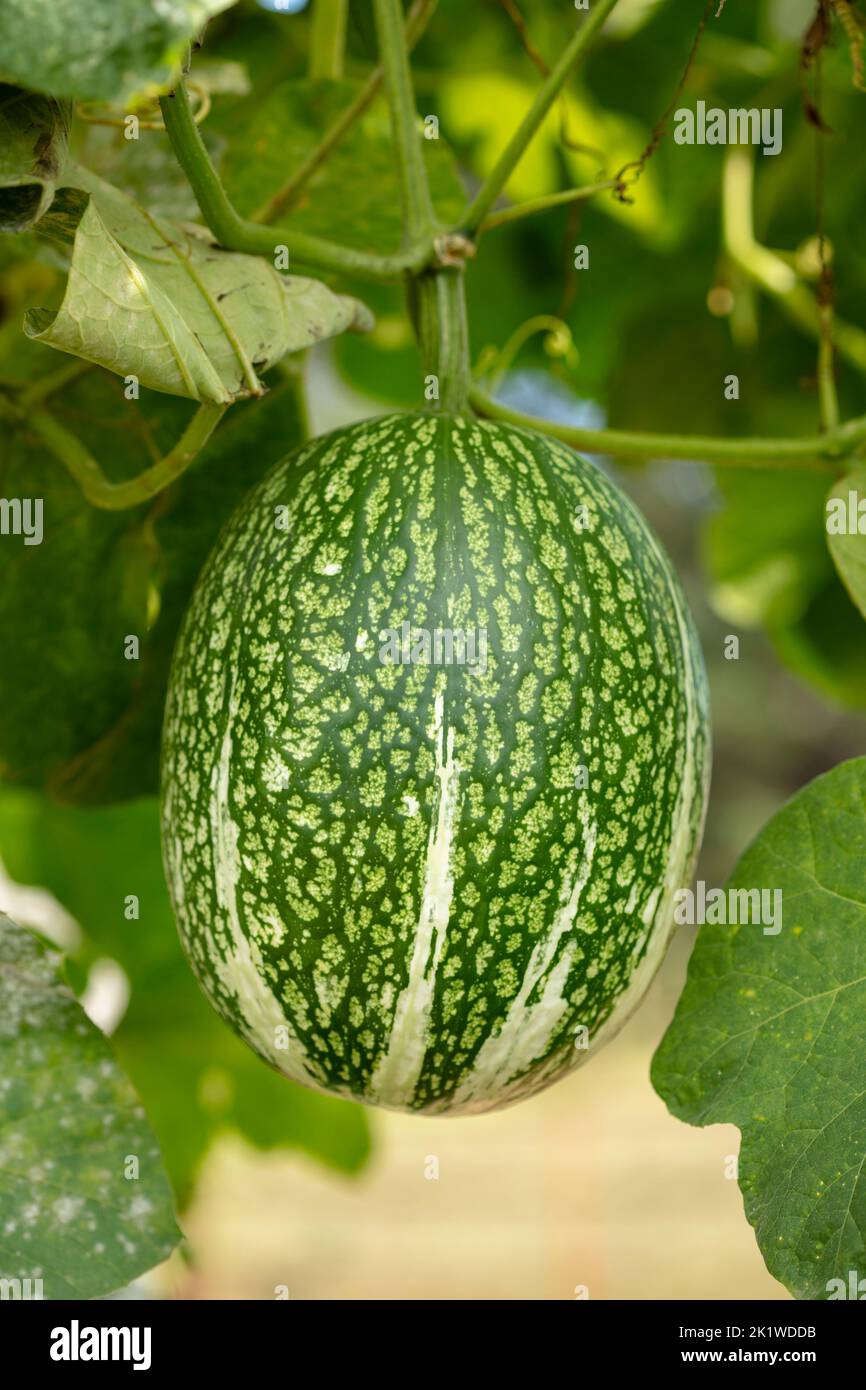 Close-up food portrait of Cucurbita ficifolia, fig-leaf gourd, Malabar gourd, black seed squash, cidra, pie melon, Thai marrow, in natural setting Stock Photo