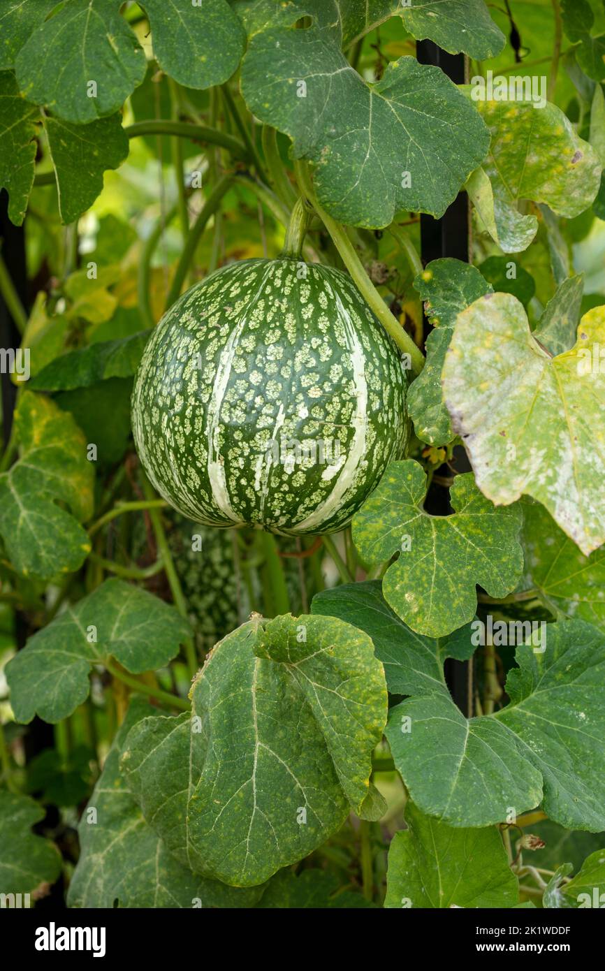 Close-up food portrait of Cucurbita ficifolia, fig-leaf gourd, Malabar gourd, black seed squash, cidra, pie melon, Thai marrow, in natural setting Stock Photo