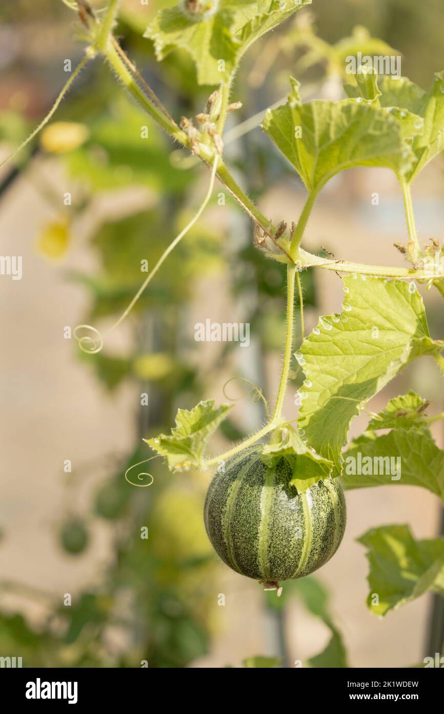 Melon Ogen Cucumis Melo ‘ogen Natural Close Up Food Item