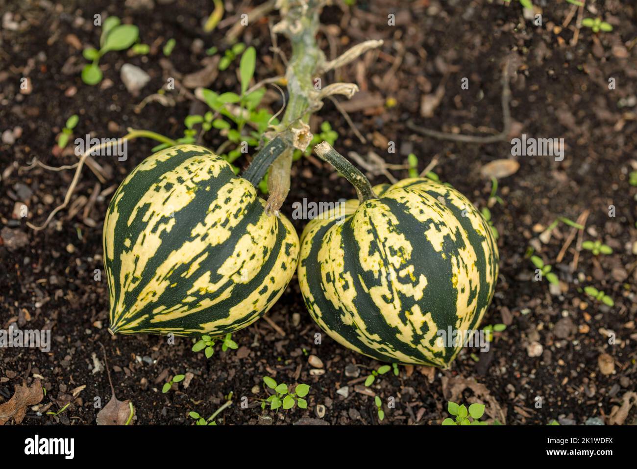 Squash Harlequin, Cucurbita maxima ‘Harlequin’, close up plant portrai