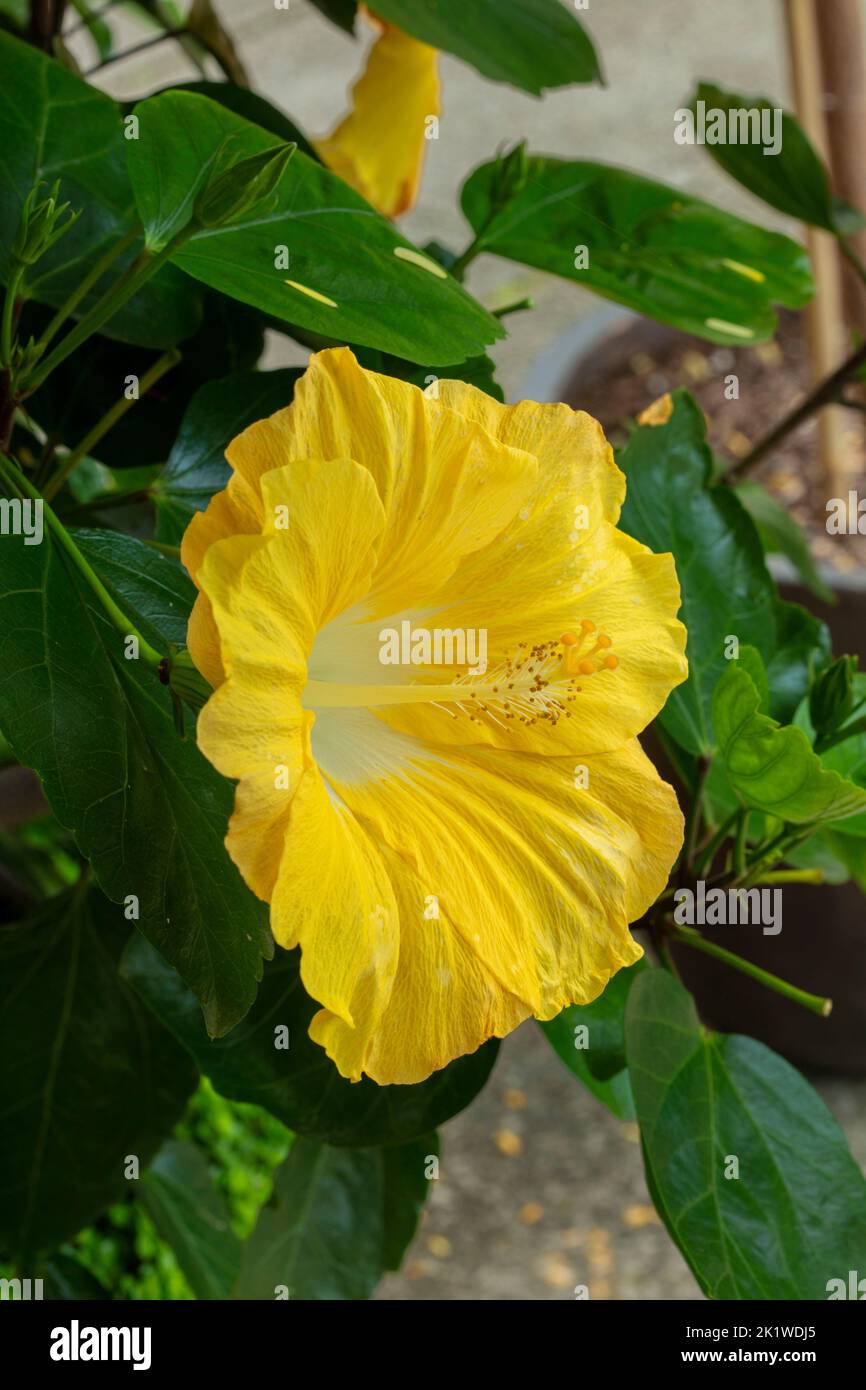 Close-up flower portrait of Hibiscus ‘Dev' Stock Photo - Alamy