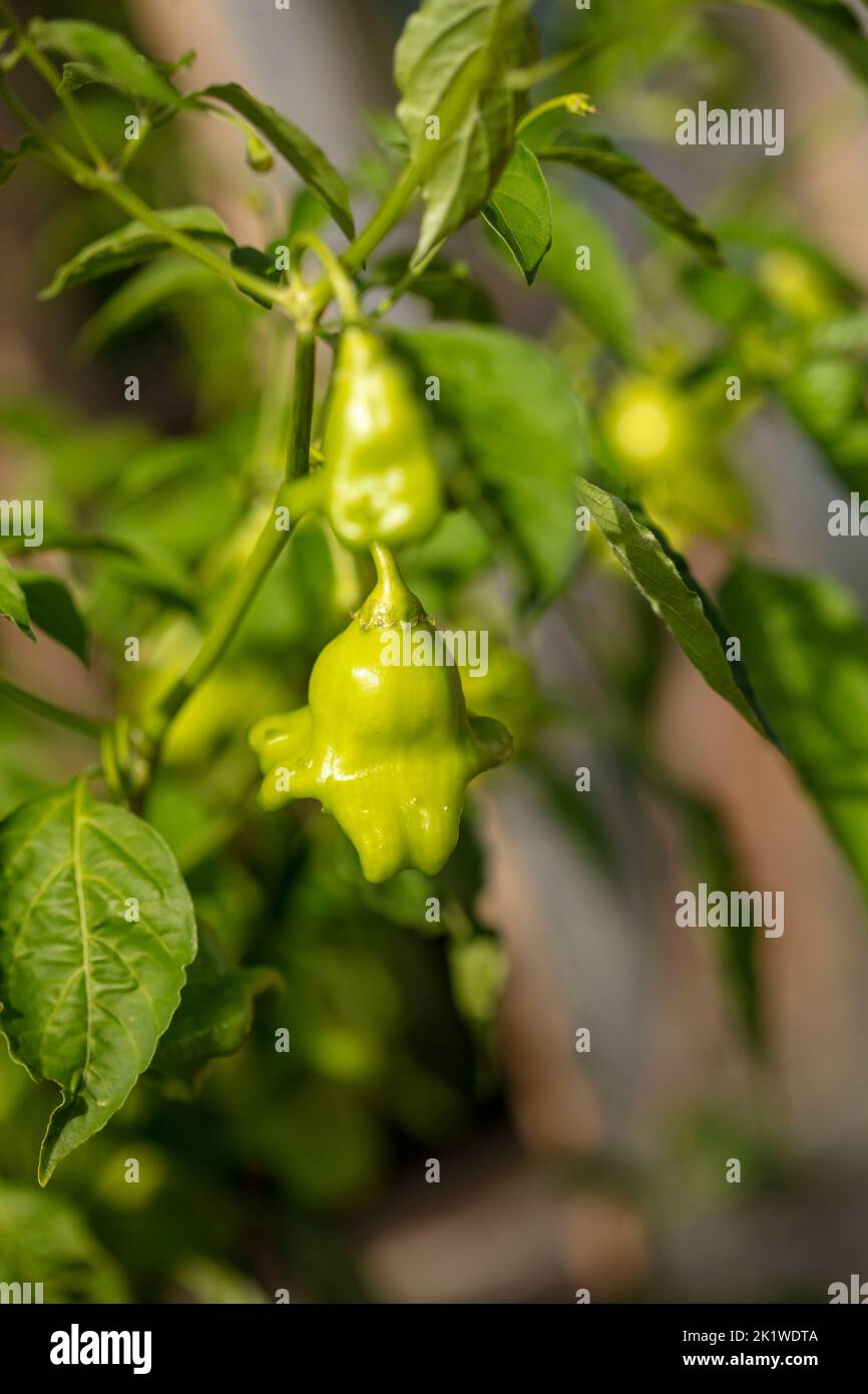 intriguing Chilli Tinkerbell 'Friars Crown (Friar's Hat