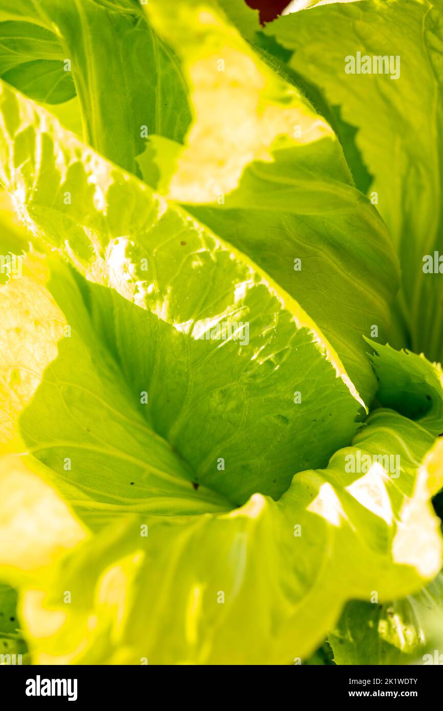 Radient Chicory ‘Pan di Zucchero’, Cichorium intybus 'Pan di Zucchero