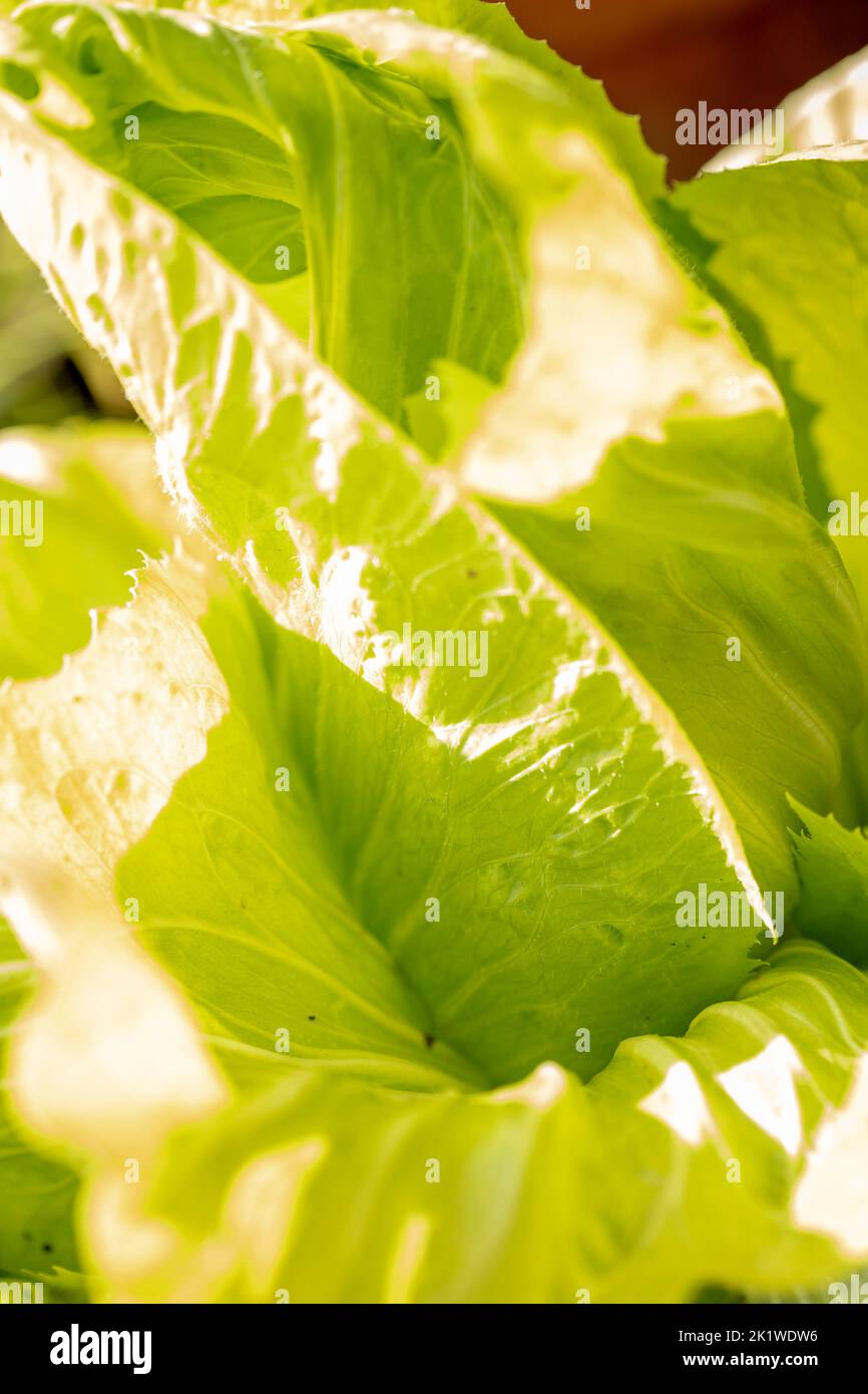 Radient Chicory ‘Pan di Zucchero’, Cichorium intybus 'Pan di Zucchero