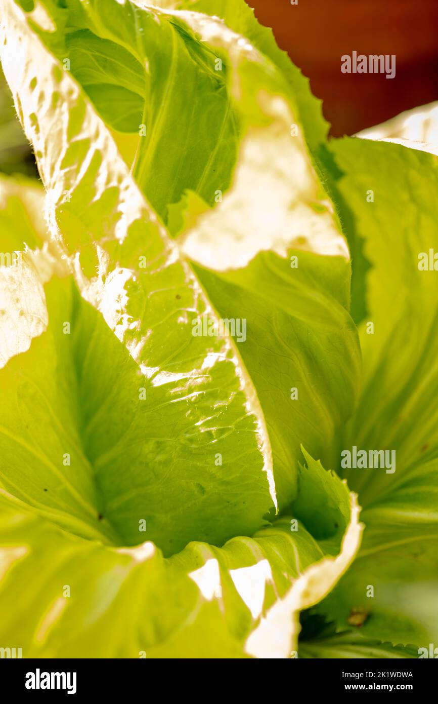 Radient Chicory ‘Pan di Zucchero’, Cichorium intybus 'Pan di Zucchero