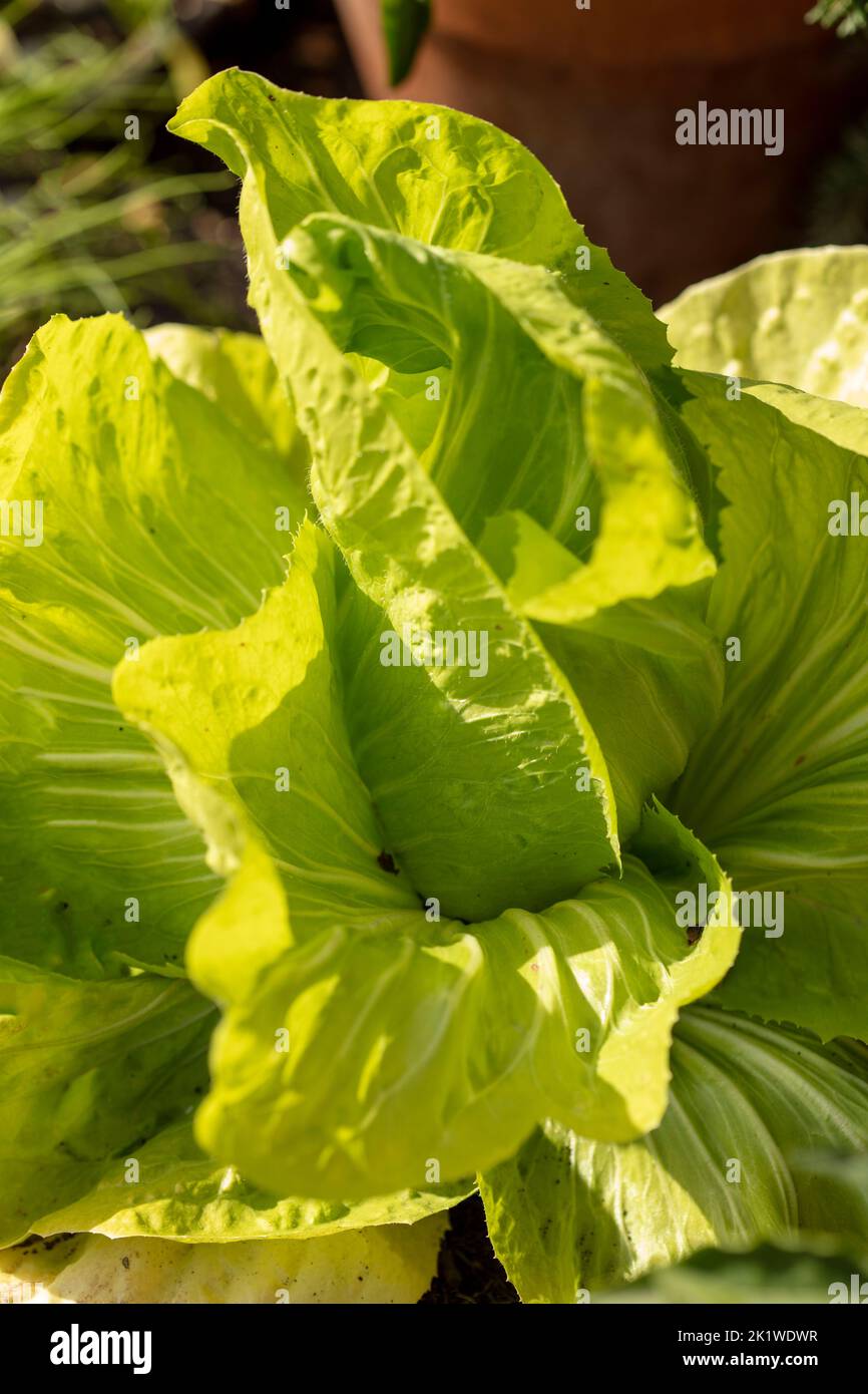 Radient Chicory ‘Pan di Zucchero’, Cichorium intybus 'Pan di Zucchero