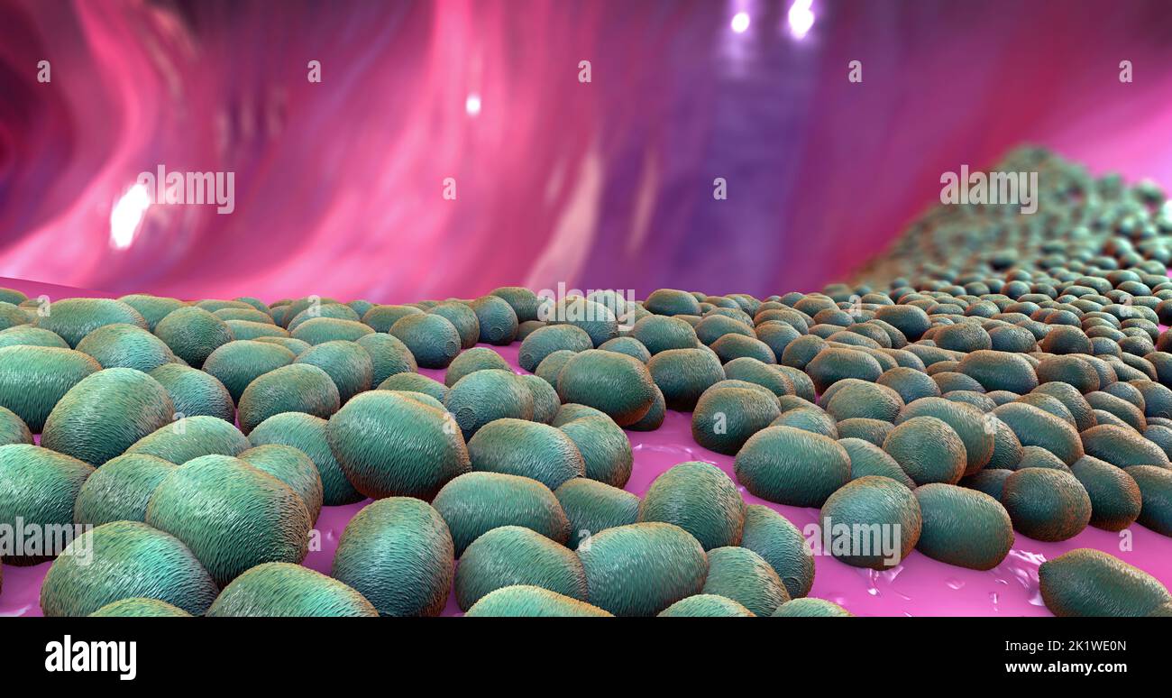Bacterial intestinal microbiota, illustration Stock Photo - Alamy