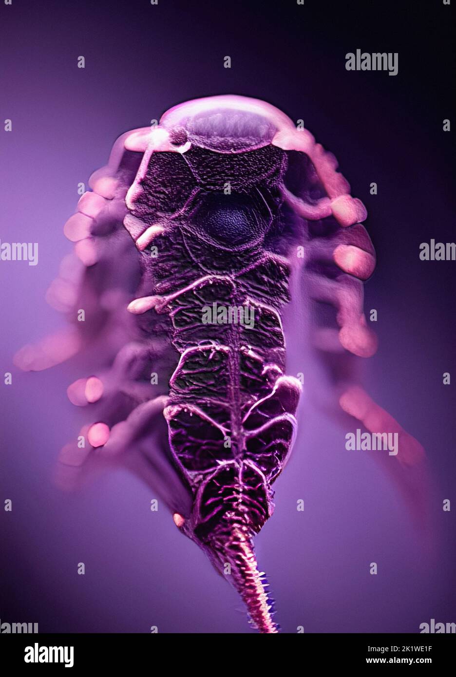 Microbes, conceptual illustration Stock Photo