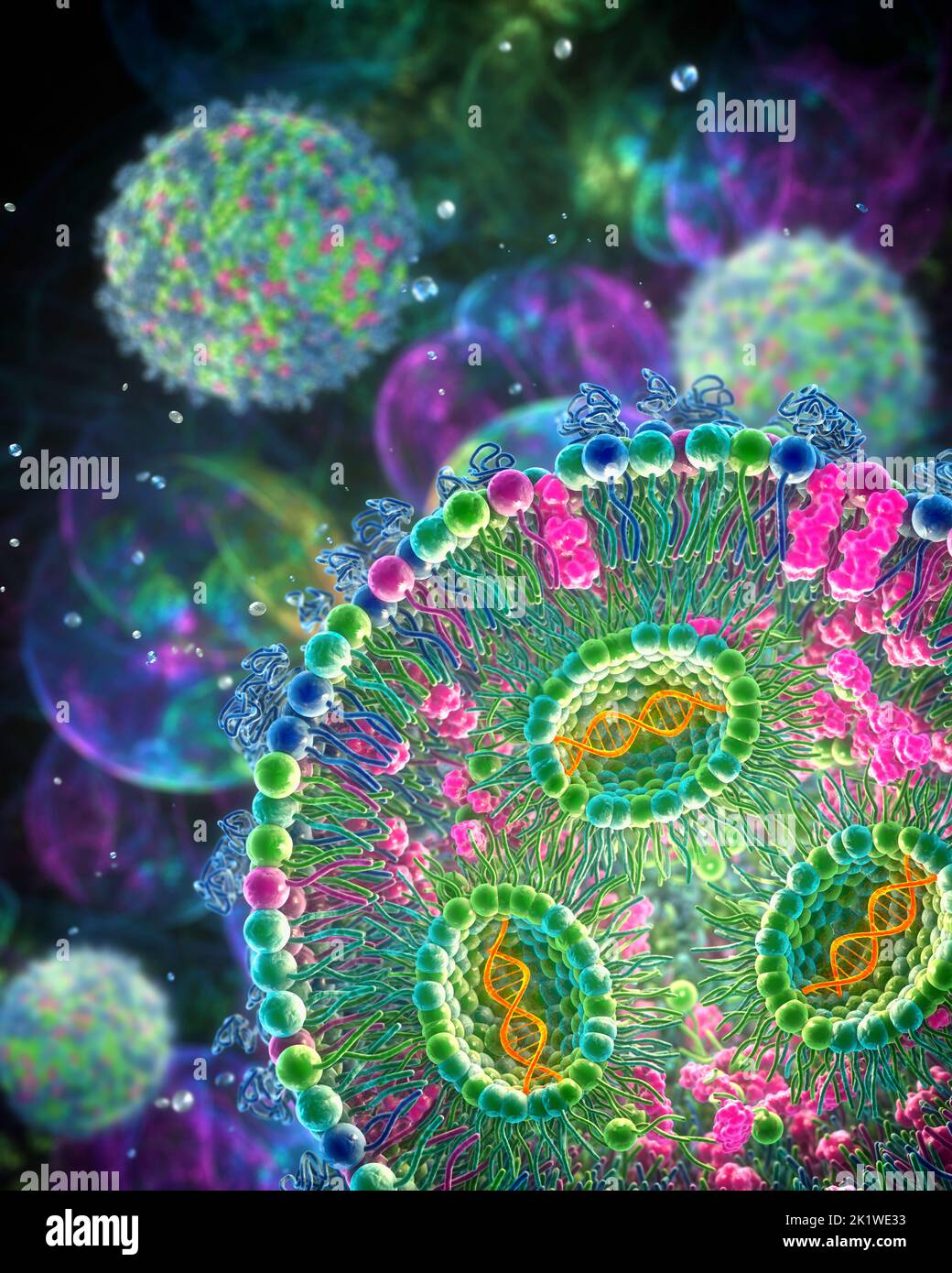 siRNA lipid nanoparticle antiviral, illustration Stock Photo