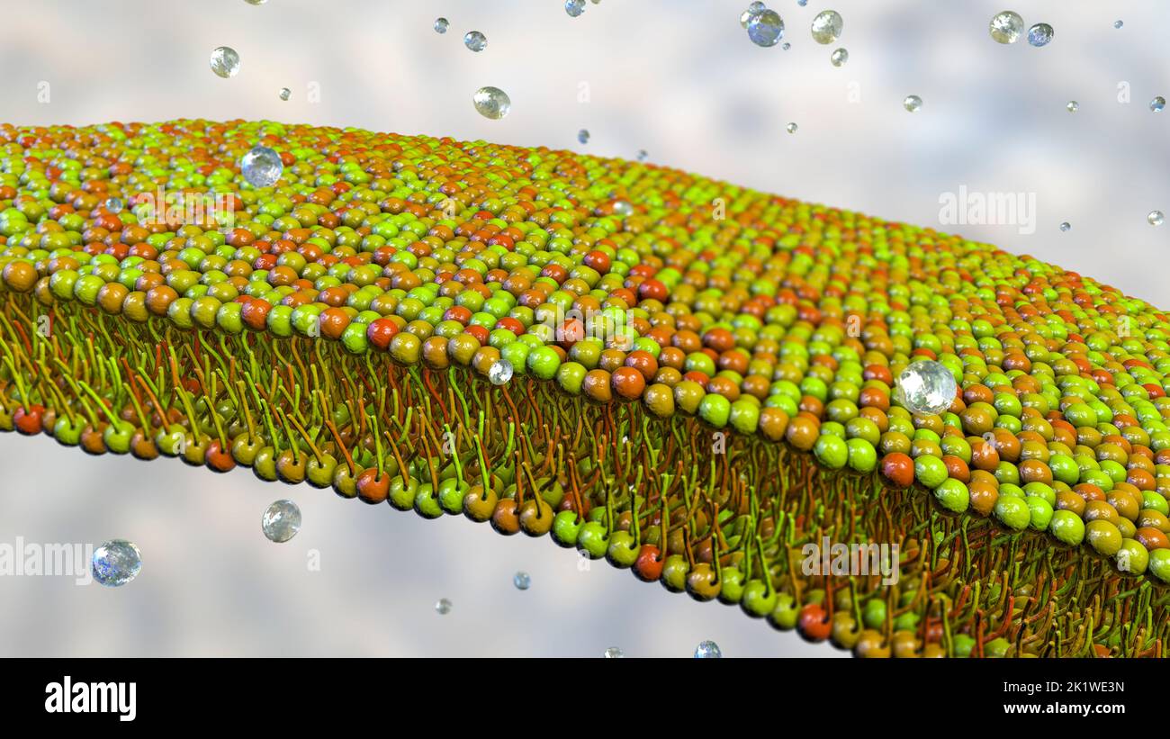 Cell membrane lipid bilayer, illustration Stock Photo