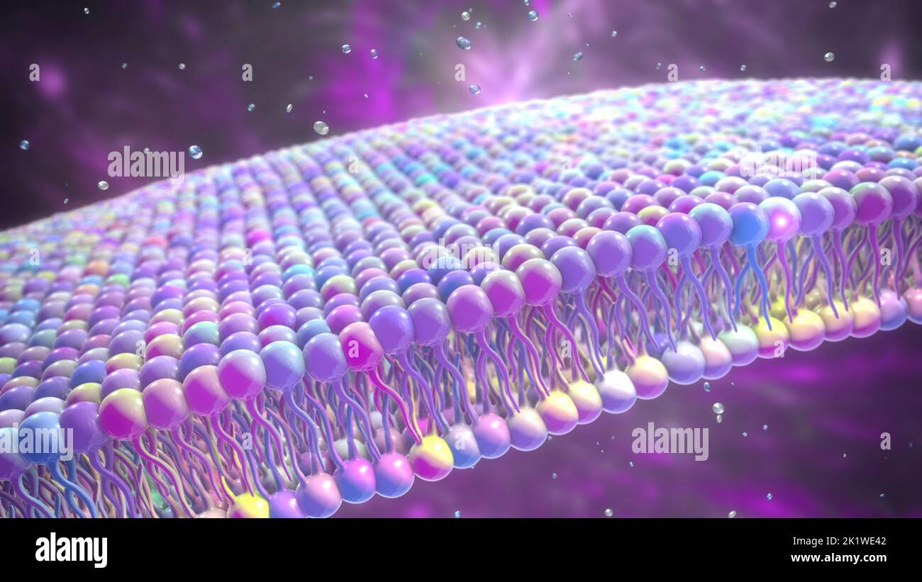 Cell Membrane Lipid Bilayer Illustration Stock Photo Alamy