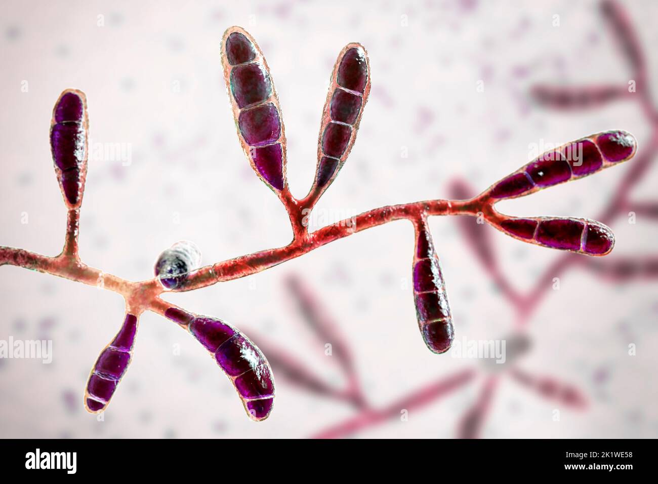 Epidermophyton floccosum dermatophyte fungus , illustration Stock Photo