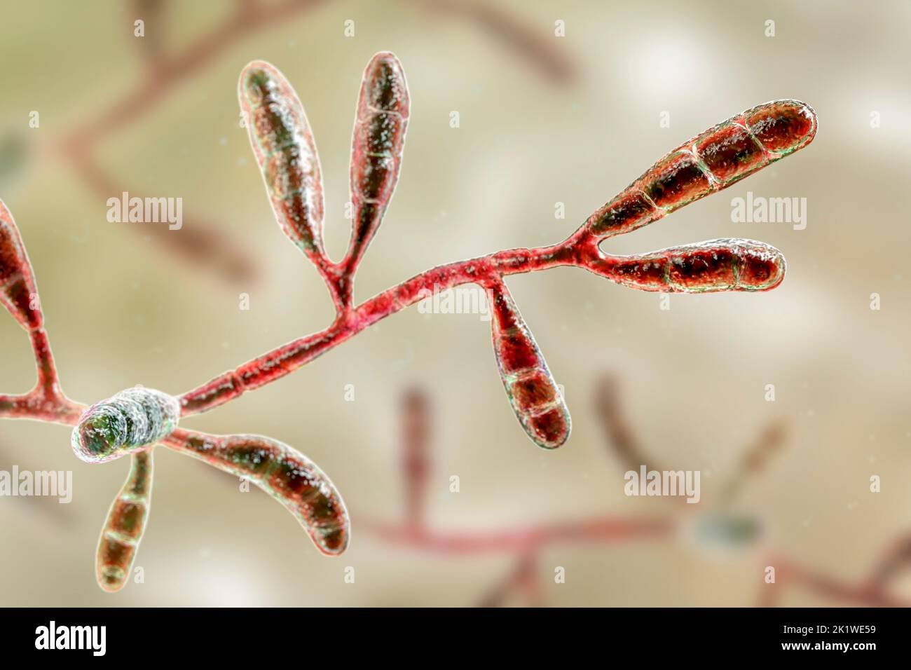 Epidermophyton floccosum dermatophyte fungus , illustration Stock Photo