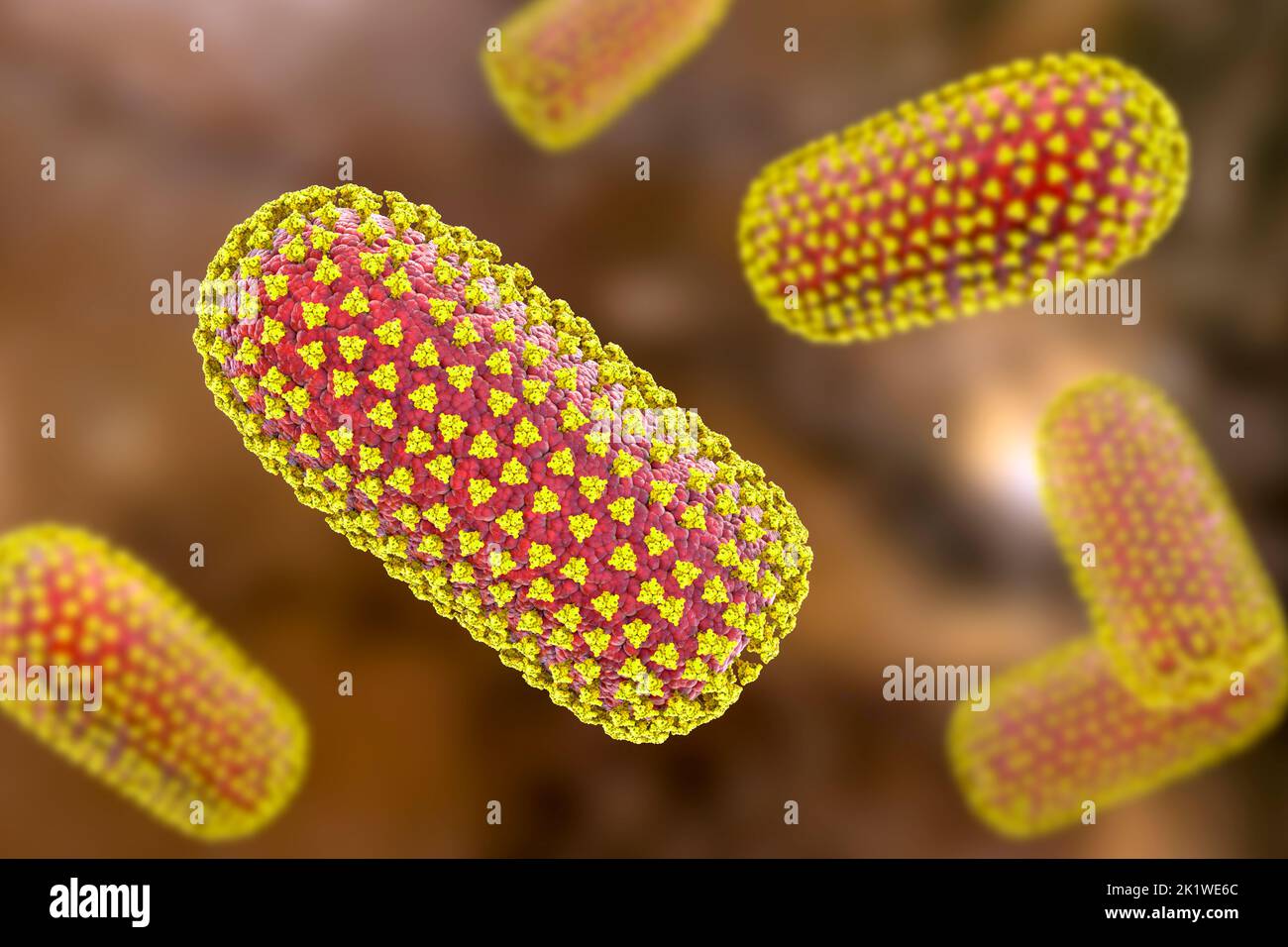 Rabies viruses, illustration Stock Photo
