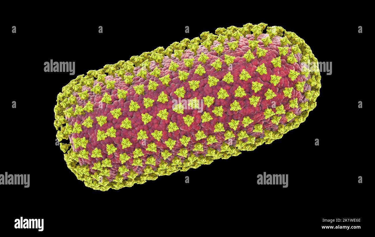 Rabies virus, illustration Stock Photo - Alamy