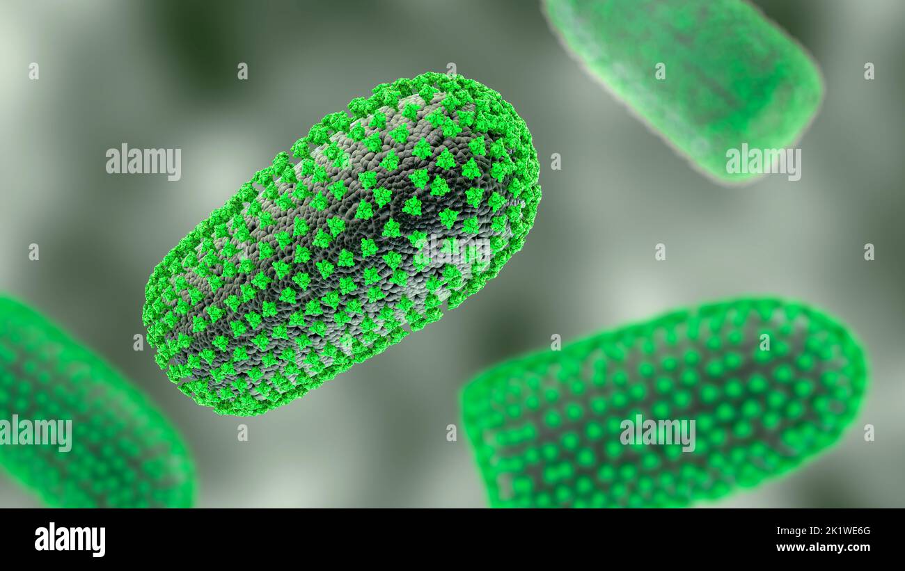 Rabies viruses, illustration Stock Photo Alamy