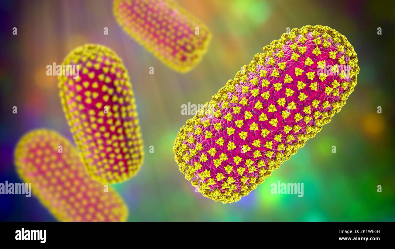 Rabies viruses, illustration Stock Photo Alamy