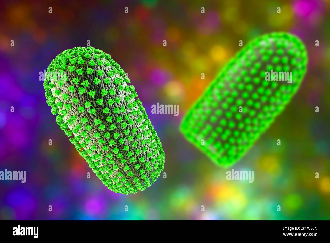 Rabies viruses, illustration Stock Photo Alamy