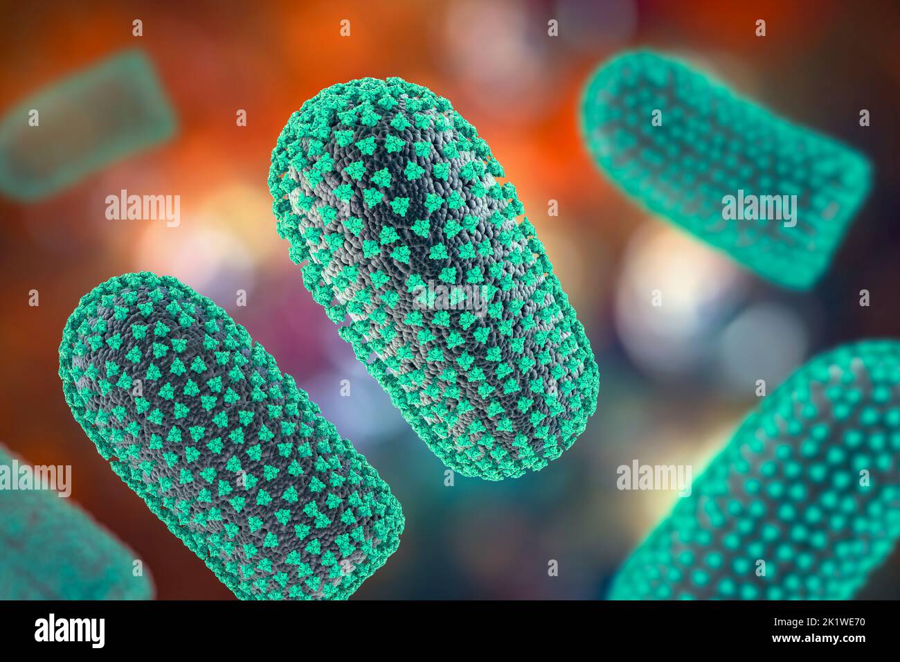 Rabies viruses, illustration Stock Photo Alamy