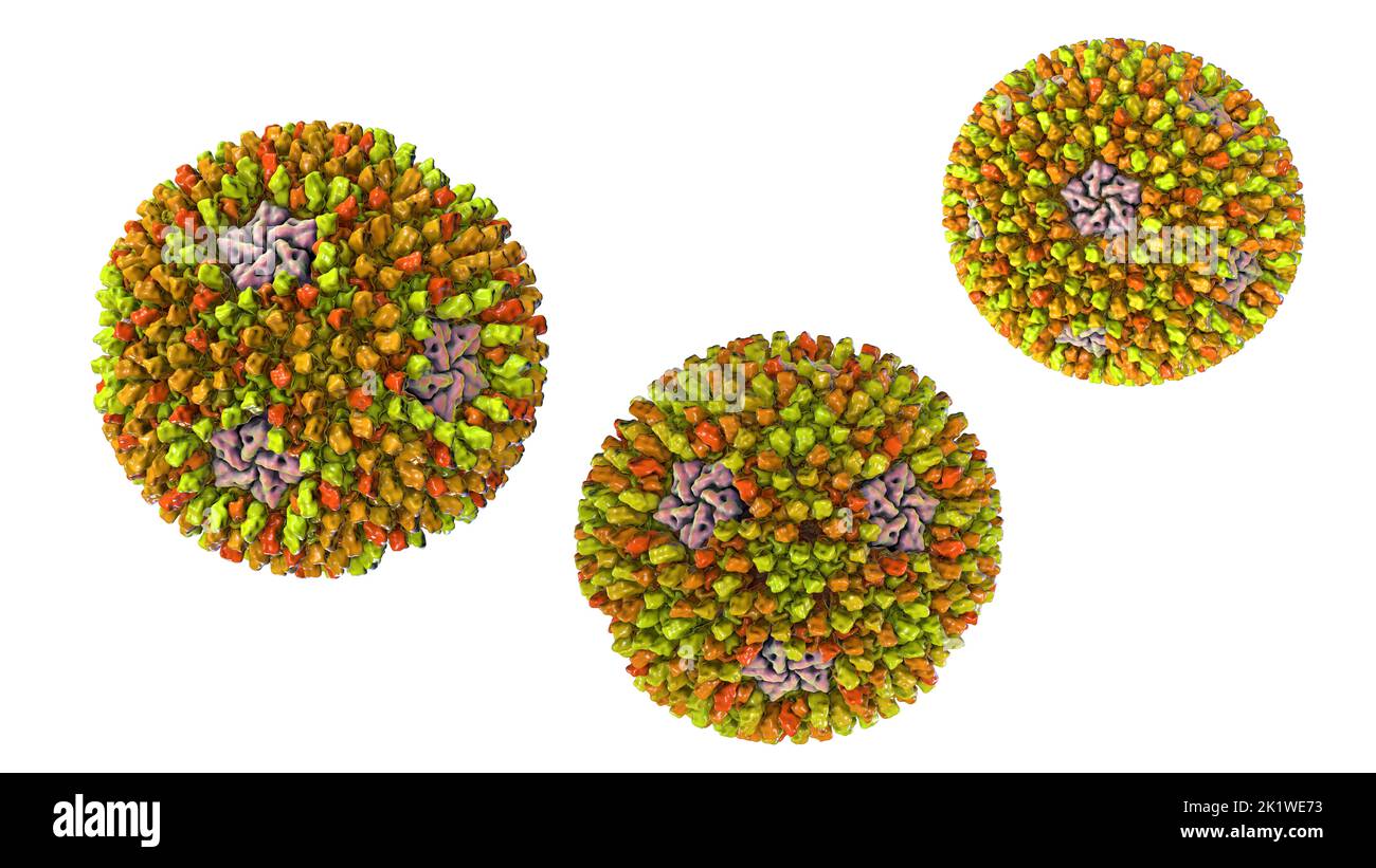 Reovirus, illustration Stock Photo