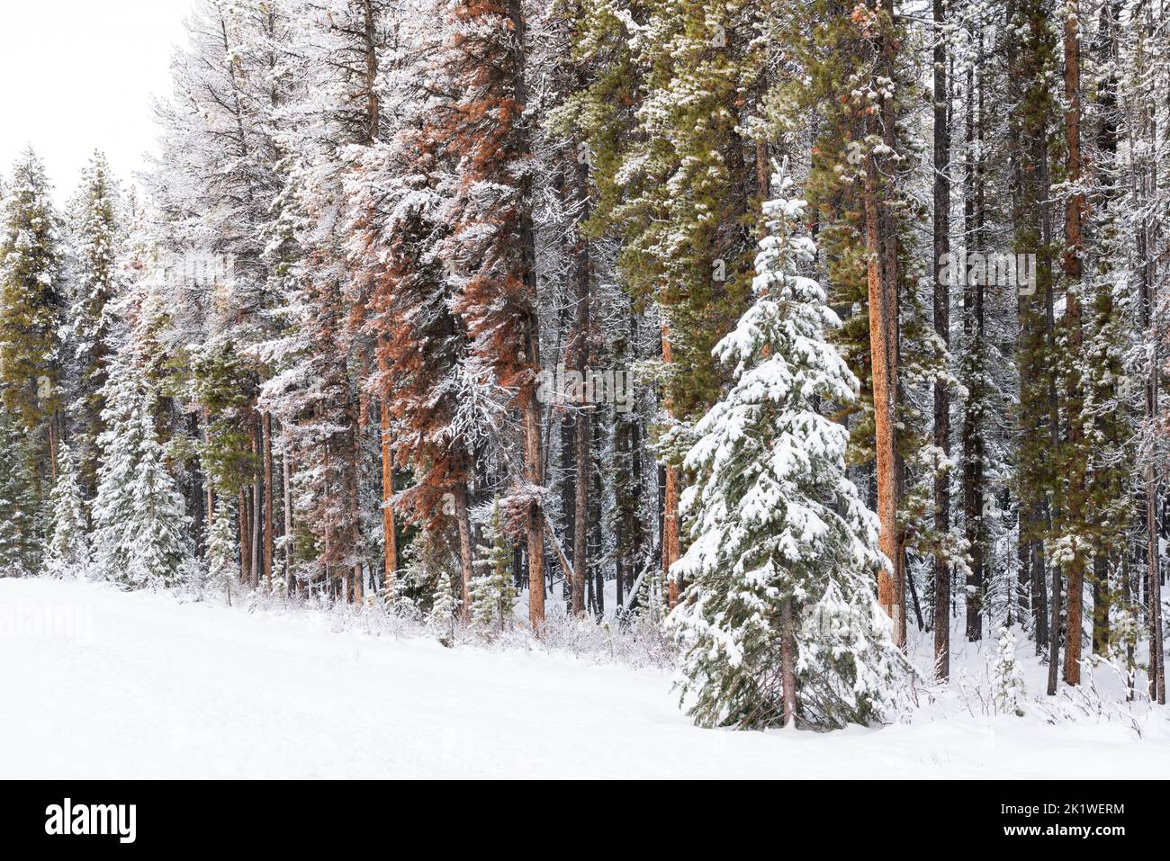 Snow covered trees in the forest along the Maligne Lake road in winter, Jasper National Park, Alberta, Canada. Stock Photo