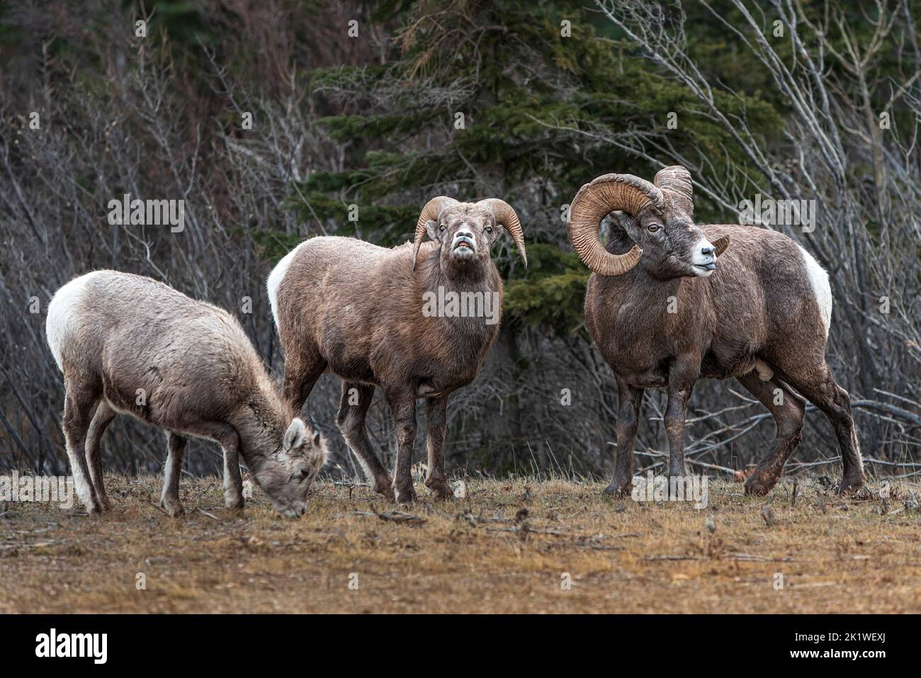 Big horn sheep in Jasper National Park, Alberta, Canada. Stock Photo