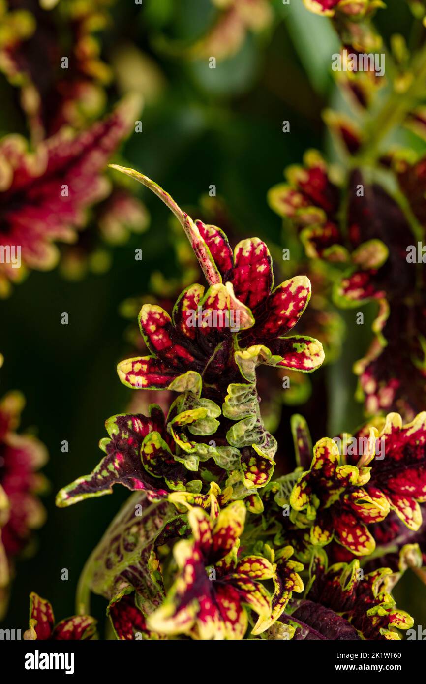 Stauntonia latifolia hi-res stock photography and images - Alamy