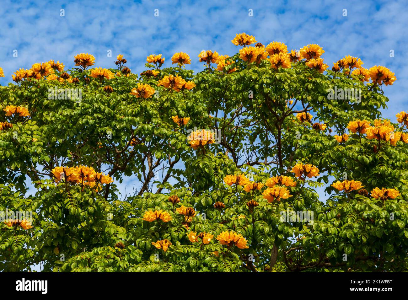 An African tulip tree in bloom in Fort Lauderdale, Florida, USA. Stock Photo