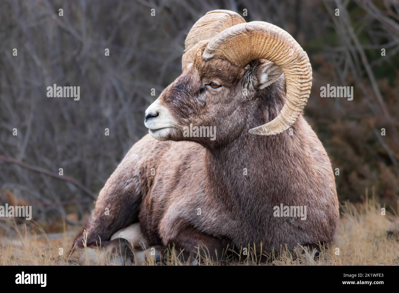 Big horn sheep in Jasper National Park, Alberta, Canada. Stock Photo
