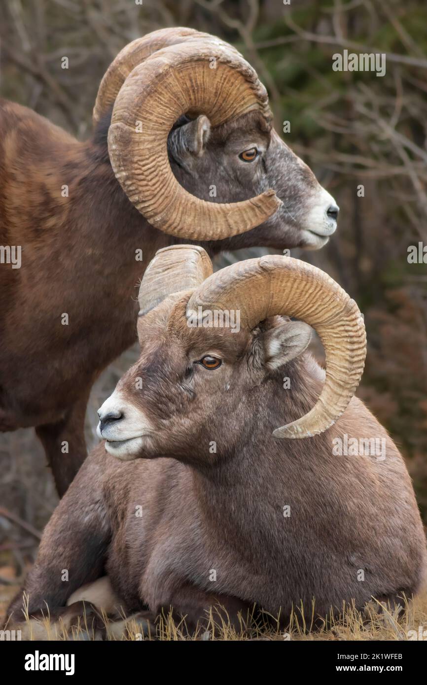 Big horn sheep in Jasper National Park, Alberta, Canada. Stock Photo