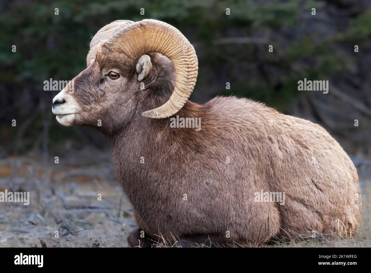 Big horn sheep in Jasper National Park, Alberta, Canada. Stock Photo
