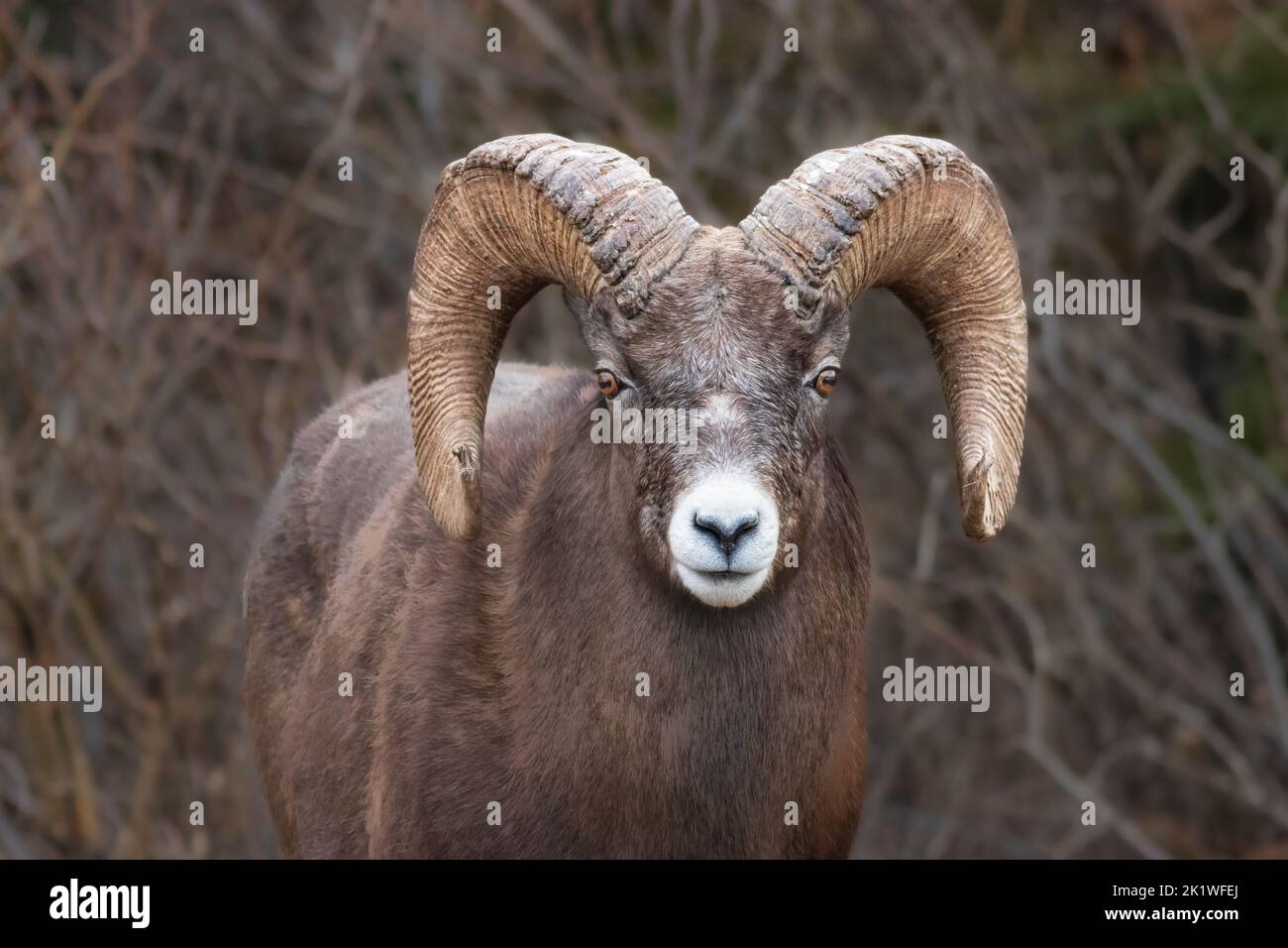 Big horn sheep in Jasper National Park, Alberta, Canada. Stock Photo