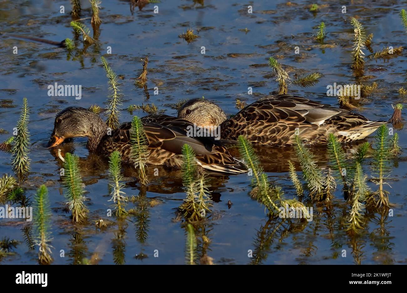 A pair of Mallard ducks 'Anas platyrhynchos', foraging in a summer wetland in rural Alberta Canada. Stock Photo