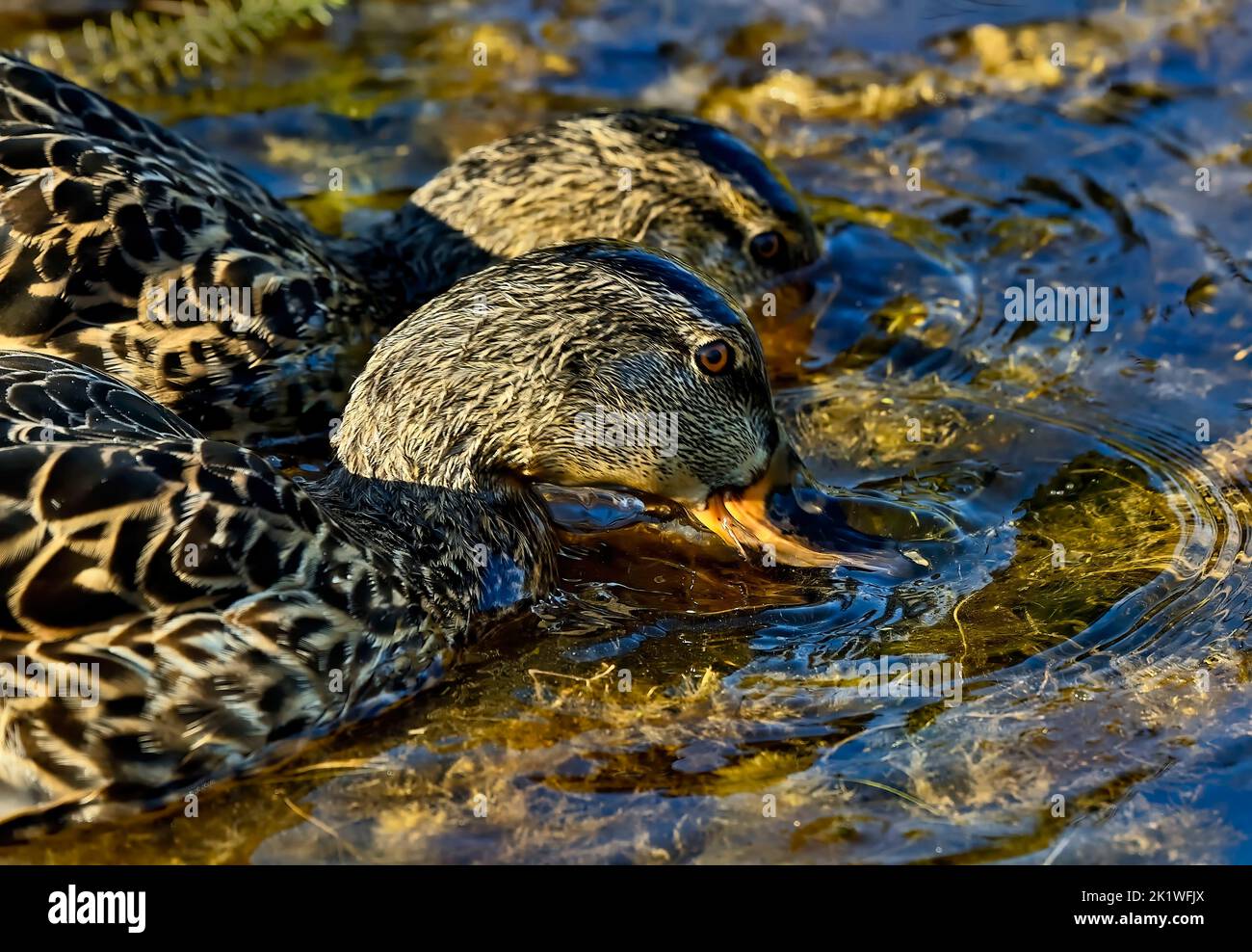 A close up image of a pair of Mallard ducks 'Anas platyrhynchos', foraging in a summer wetland in rural Alberta Canada. Stock Photo