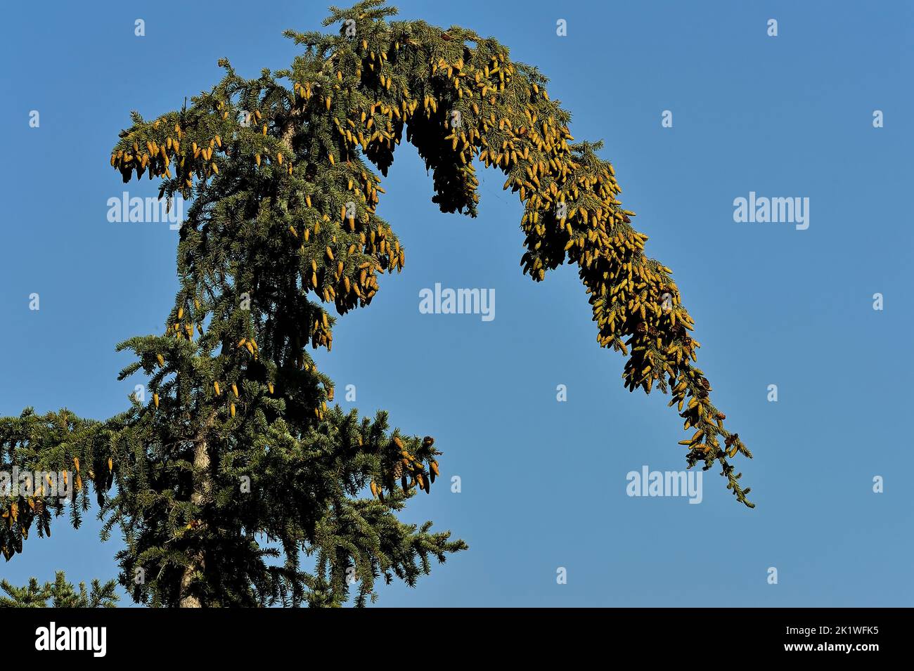 The top of a spruce tree bent over from the abundant of spruce cones Stock Photo