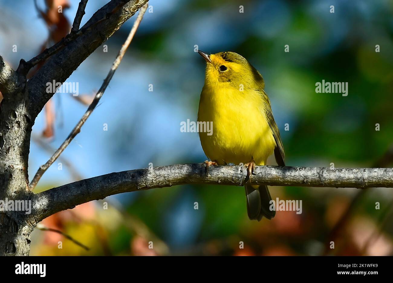 A Wilson's Warbler 'Wilsonia pusilla', perched on a tree branch in rural Alberta Canada. Stock Photo
