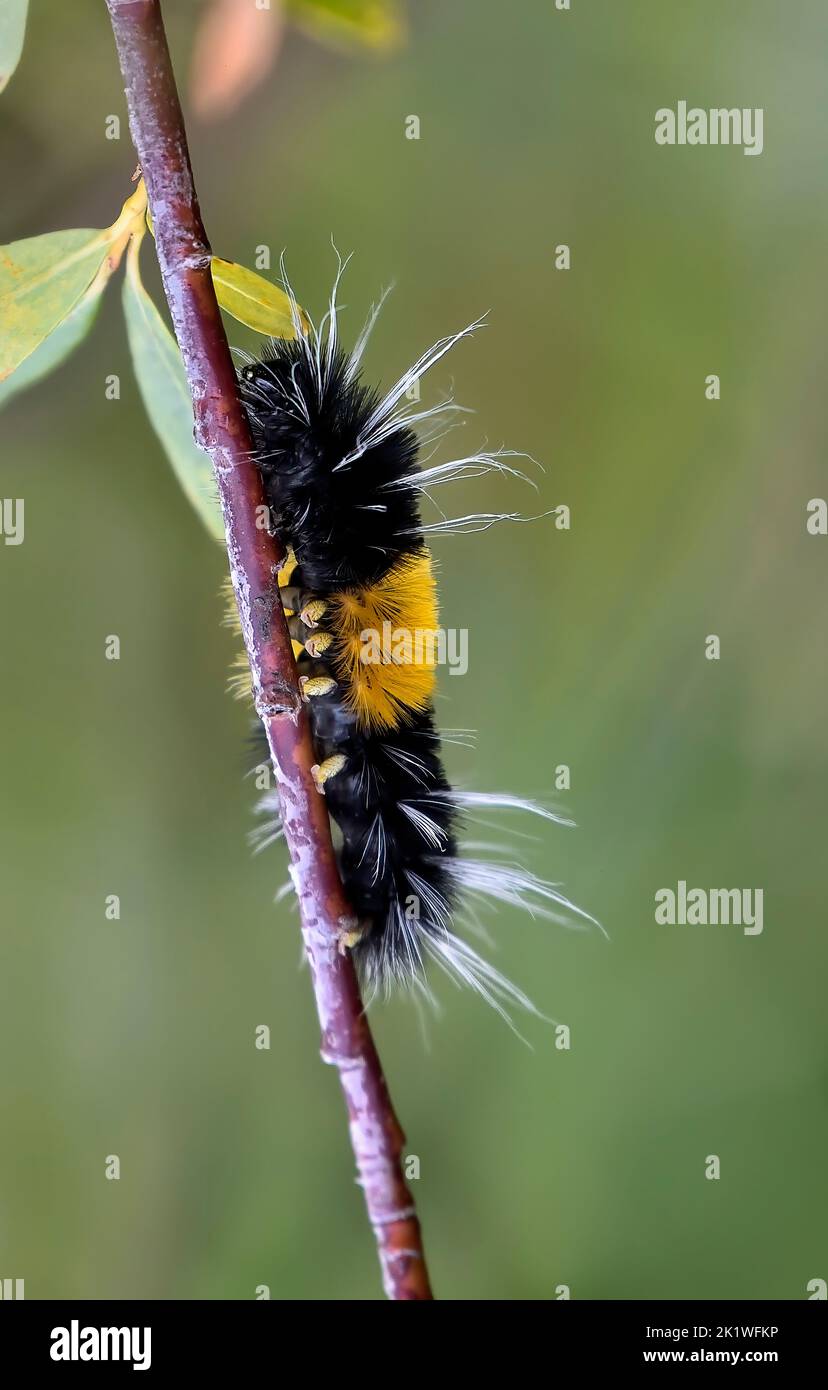 A woolly bear caterpillar climbing up a willow tree branch in rural Alberta Canada. Stock Photo