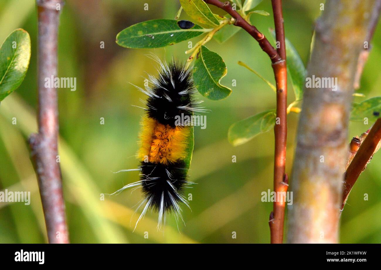 A horizontal image of a banded wooly bear caterpillar feeding on a green leaf in a wildlife habitat in rural Alberta Canada. Stock Photo