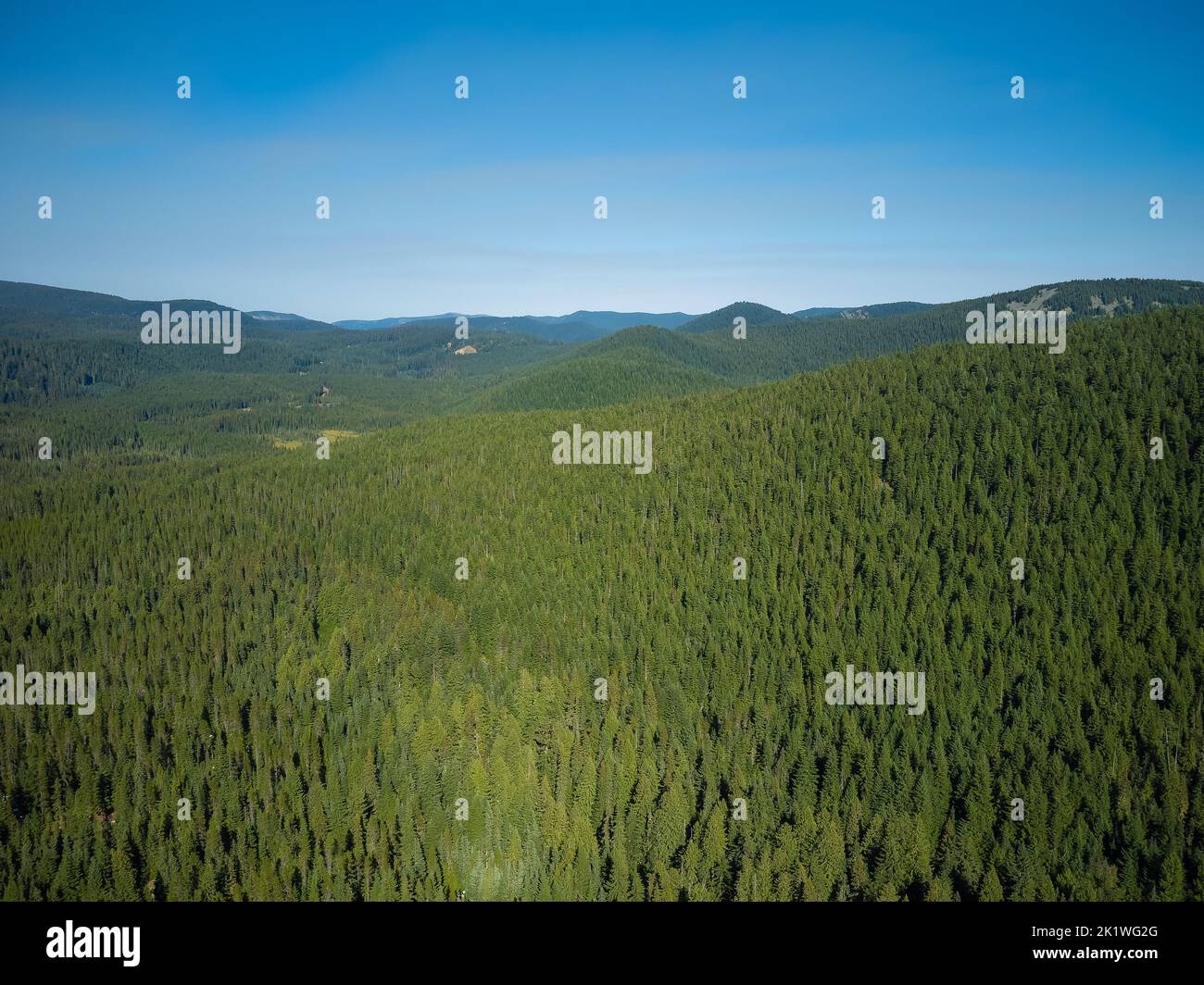Beautiful nature. A large green hilly meadow, a mountain range and a ...