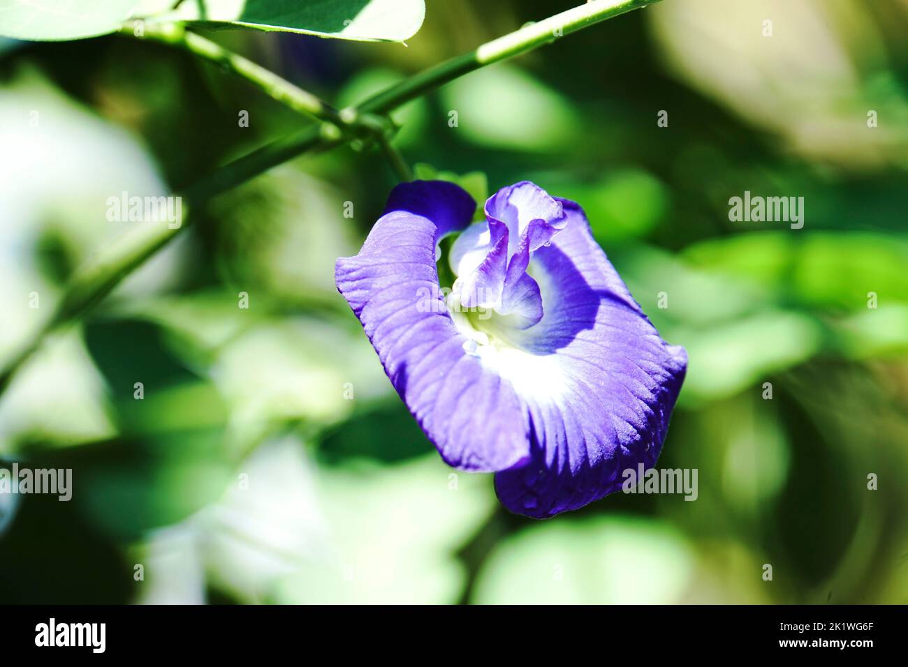 Butterfly pea flower is known to have great health benefits Stock Photo