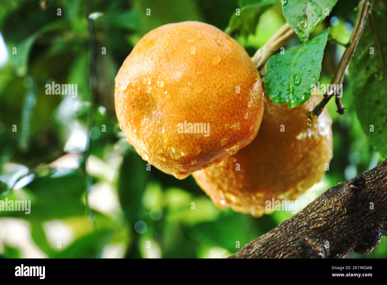 Orange Natural Ripe Process Oranges get ripened on tree Stock Photo - Alamy