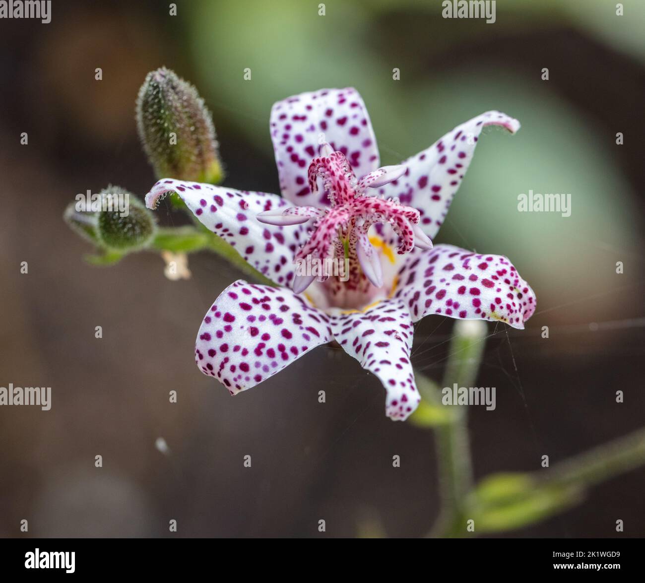 'Purple Beauty' Japanese orchid lily, Hårig skugglilja (Tricyrtis hirta) Stock Photo