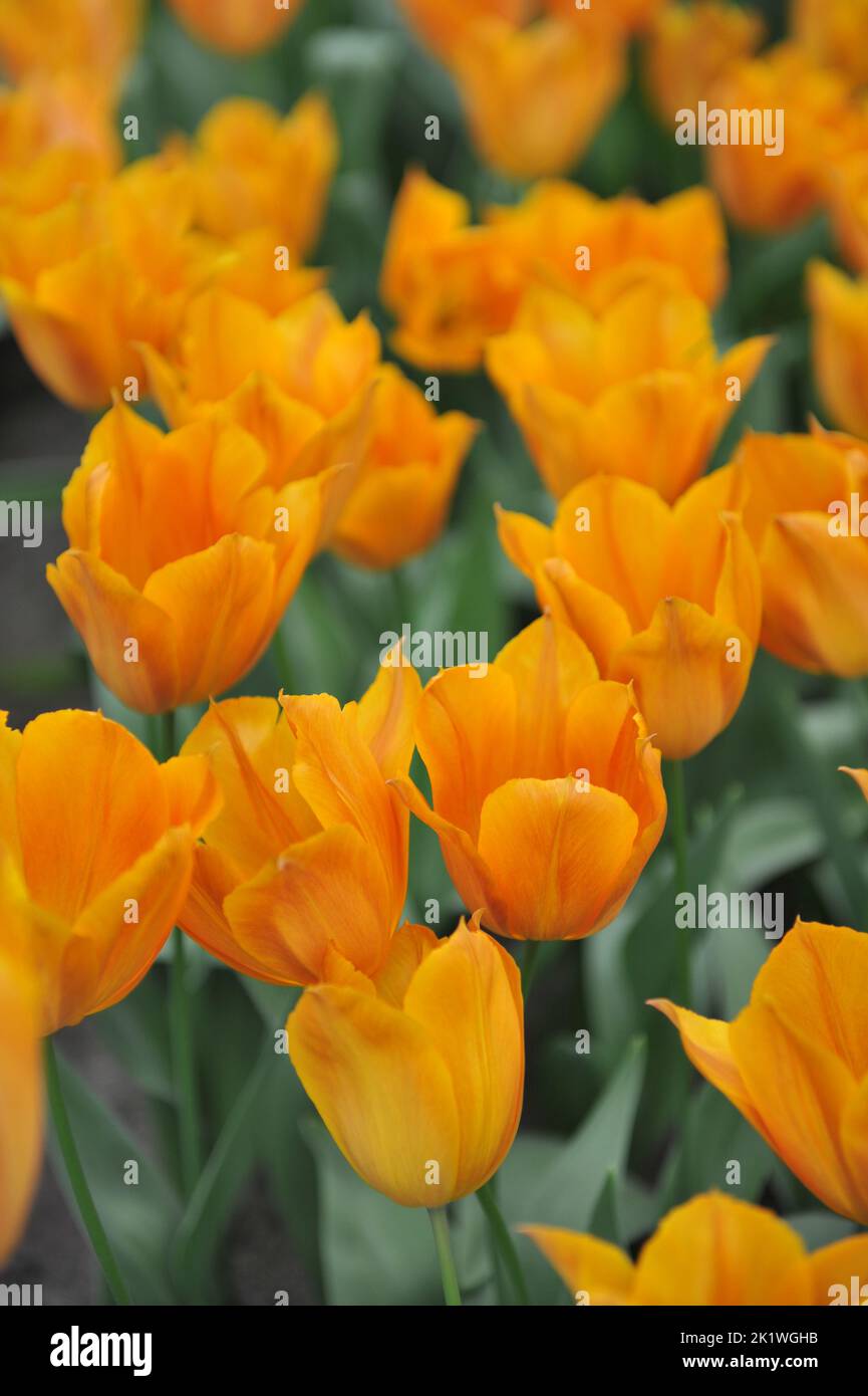 Orange Triumph tulips (Tulipa) Request bloom in a garden in April Stock Photo