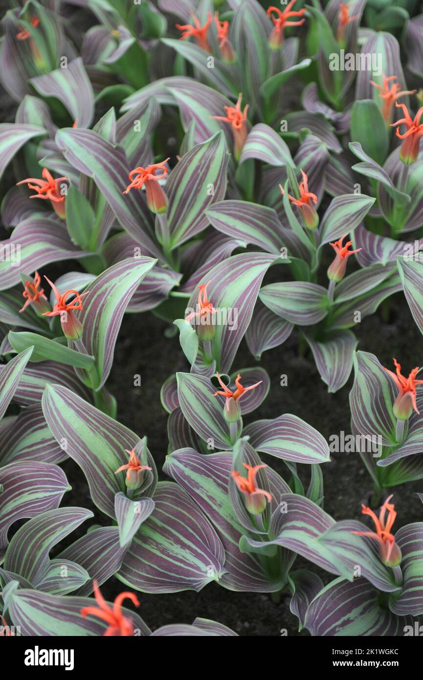 Rigas barikades hi-res stock photography and images - Alamy