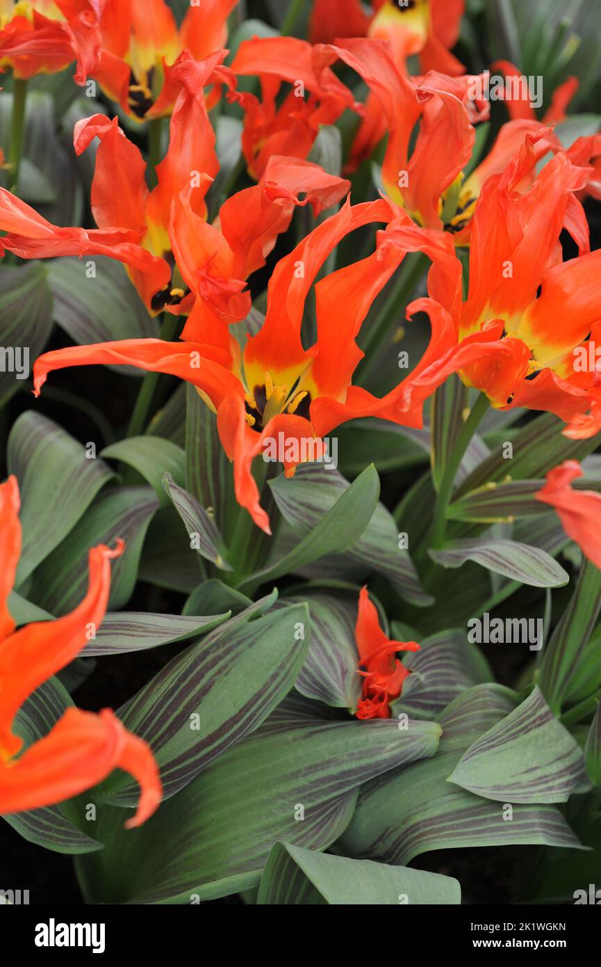 Orange-red Fosteriana tulips (Tulipa) Rigas Barikades bloom in a garden ...